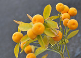 Mandarin branch