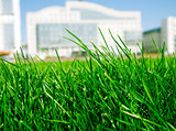juicy green grass on a background modern buildings