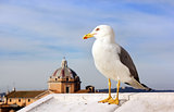 Seagull of Rome