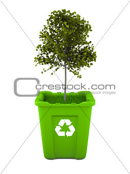 Maple tree growing in recycle bin