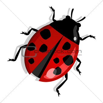 Red ladybug isolated