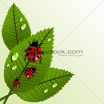Spring leaves and beetle background