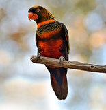 Colorful Parrot