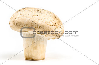 Cooking ingredients, A single fresh mushroom on white background