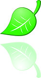 the vector green leaf on white