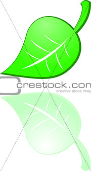 the vector green leaf on white