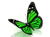 Beautiful green butterfly