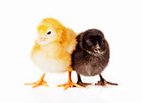 Fluffy black and yellow baby chickens