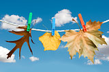 Autumn leaves on a rope