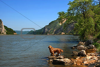 Dog on Danube riverbank