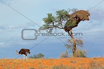 Ostrich and Acacia tree