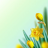 Narcissus background.