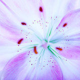 Lilly flower background