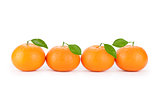 fresh orange mandarins isolated on a white background