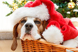 sleeping dog weared to santa hat