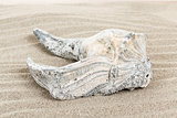 damaged seashell in sand 