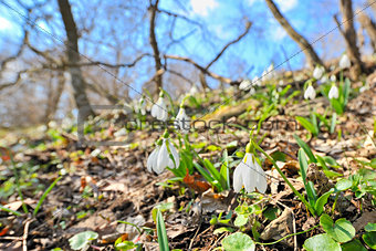 Snowdrops against old leaves in spring time