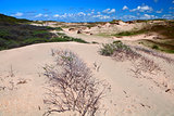 sand dunes bu Zandvoort aan Zee