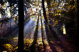 star sunbeams in forest