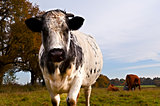 big cow on pasture