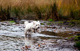 West Highland White Terrier running in water