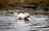 West Highland White Terrier swims with steak