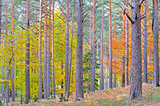 colors of autumn birch forest