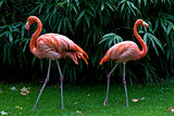 Two flamingos