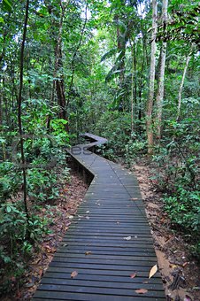 Zig-zag walkway in a forested area at Lower Peirce
