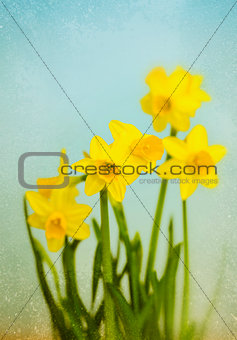 Vintage Yellow Daffodils