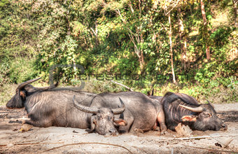 water buffalo lay sleeping in northern thailand