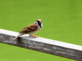 Lone Eurasian Tree Sparrow looking at camera