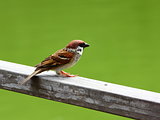 Lone Eurasian Tree Sparrow looking out