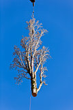 Poplar Tree Removal