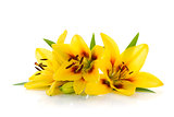 Three yellow lily