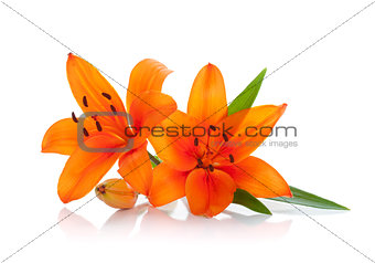 Two orange lily