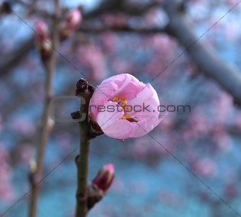 Almond blossom. macro