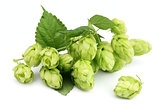 Blossoming hop