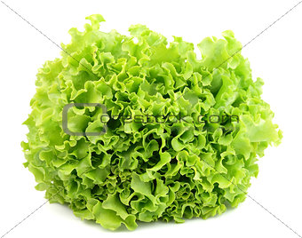Lettuce isolated 