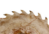 rusty circular saw disk teeth closeup on white 