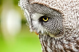 Great Gray Owl close up