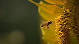 Bee flying towards sunflower
