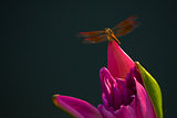 Dragonfly perched on top of pink lotus