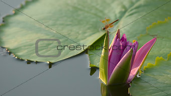 Dragonfly pink lotus green background