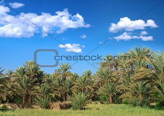 palm trees and cumulus clouds