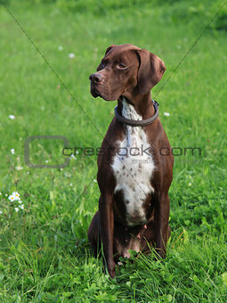 English Pointer on the meadow