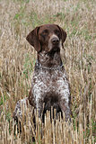 German Short-haired Pointing Dog on the corn field
