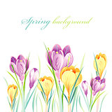 spring background with crocuses