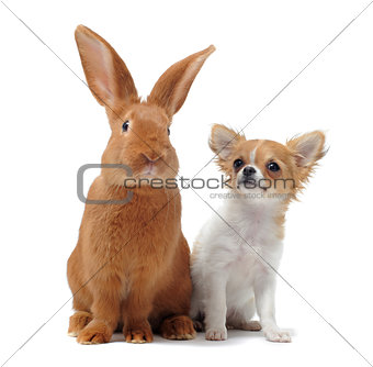chihuahua and Rabbit