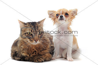 norwegian cat and chihuahua